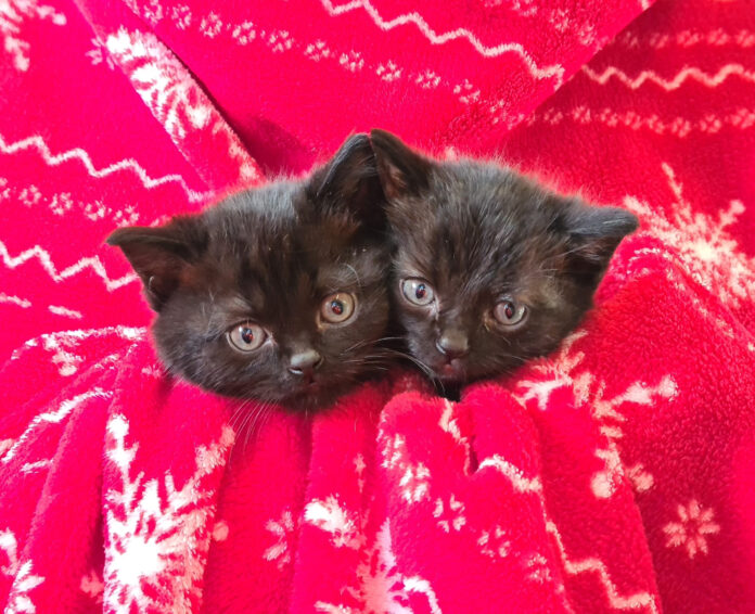 Gables two kittens in blanket