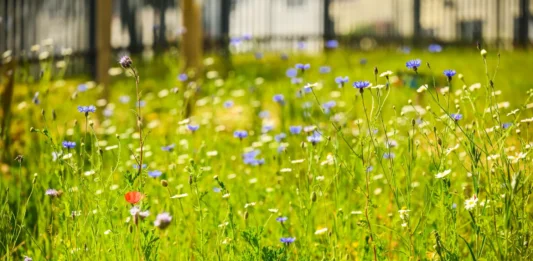 Pollenize Wild Flower Meadow