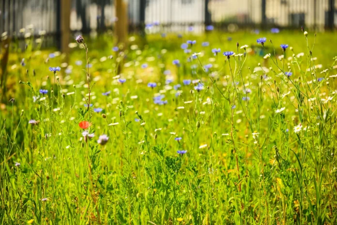 1705586499_pollenize_•_mount_gould_wildflower_mini_meadow-307 Pollenize Wild Flower Meadow