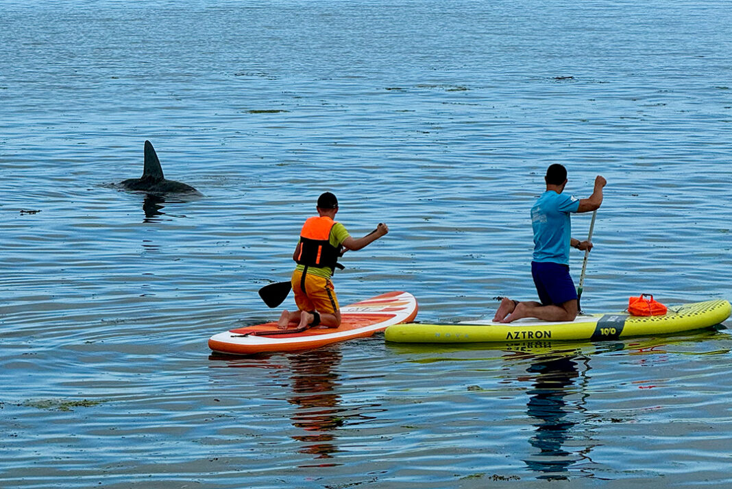 SHARK_ 14
