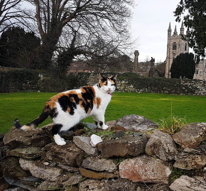Church cat Mo