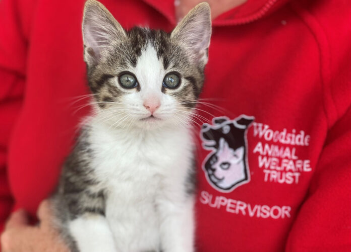 Woodside cats crisis