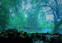 Ever tried forest bathing? Plymouth’s tree festival returns this May