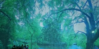 Ever tried forest bathing? Plymouth’s tree festival returns this May